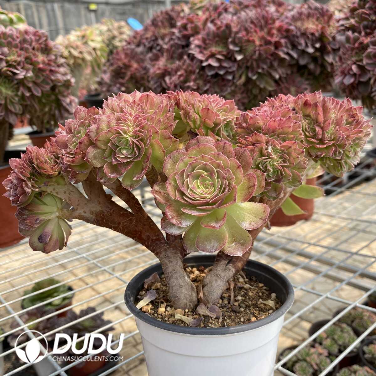 1748414556-e201.jpg Aeonium Halloween Cristata-9 - Image 1