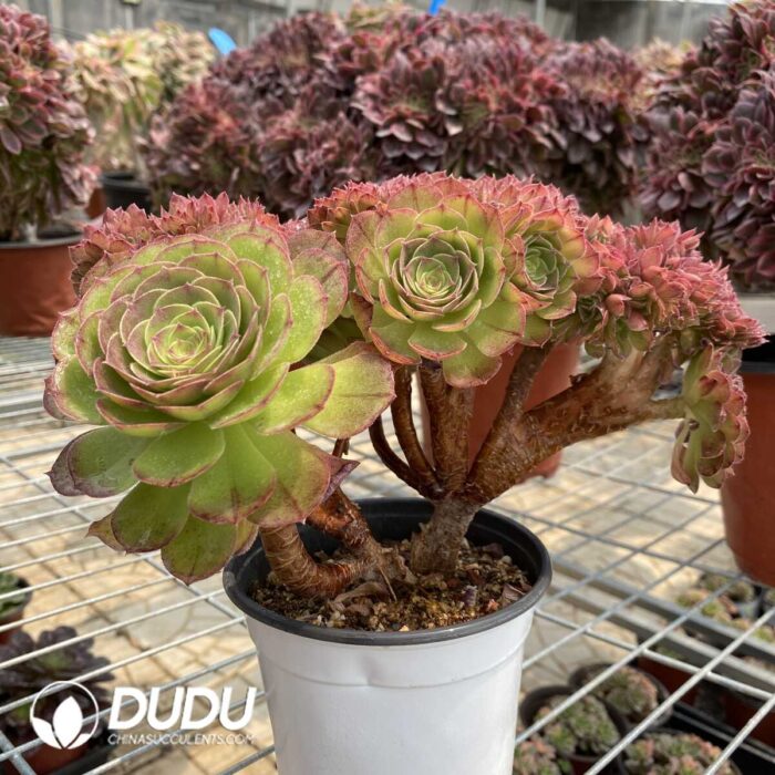 Aeonium Halloween Cristata-9 - Image 2