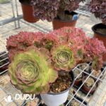 Aeonium Halloween Cristata-9 - Image 3