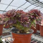 Aeonium Halloween Cristata - Image 3