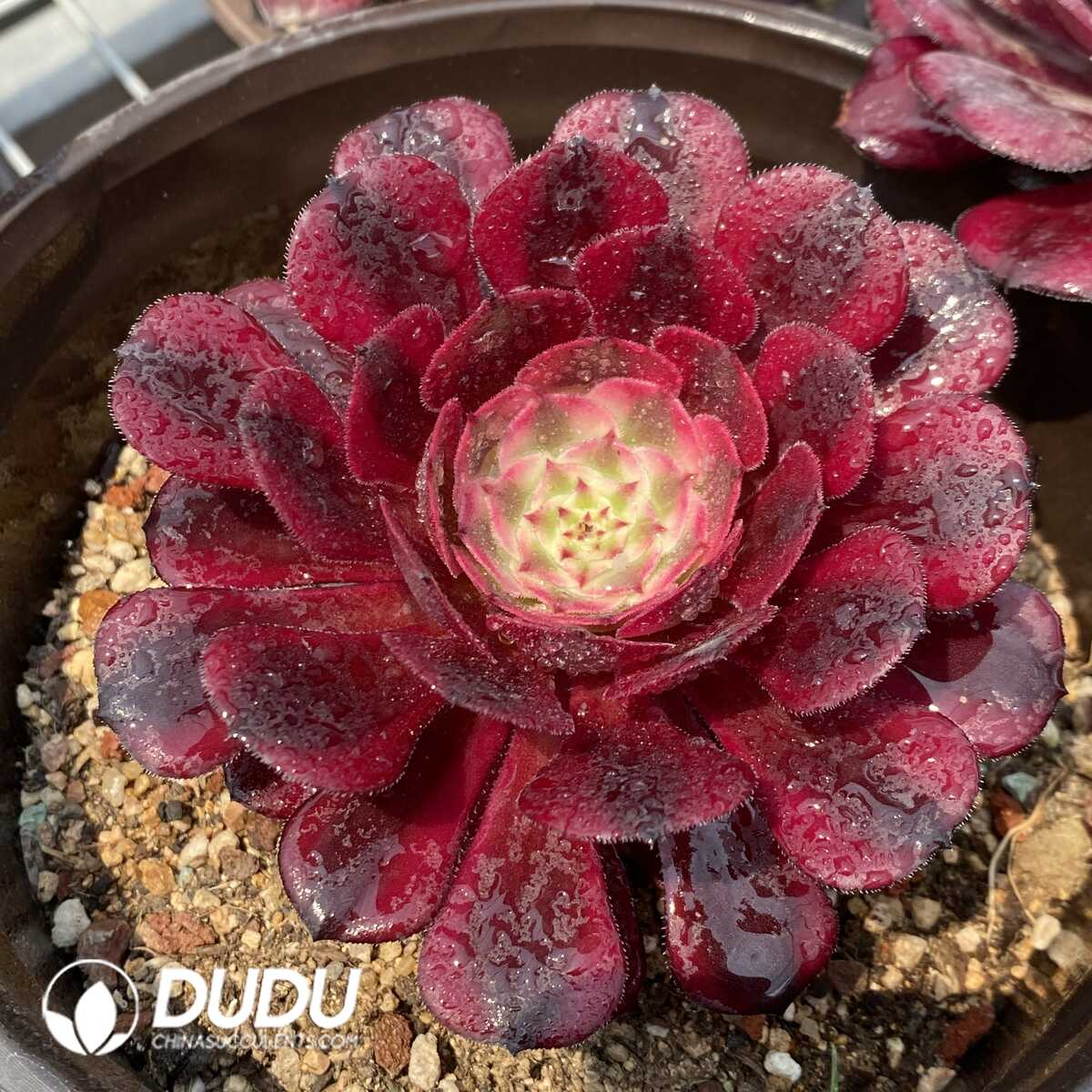 1748414574-e201.jpg Aeonium Garnet of White Variegated - Image 1