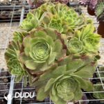 Aeonium Qingmeng chimera 1
