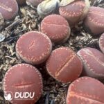 Lithops KO（800-1000pieces）