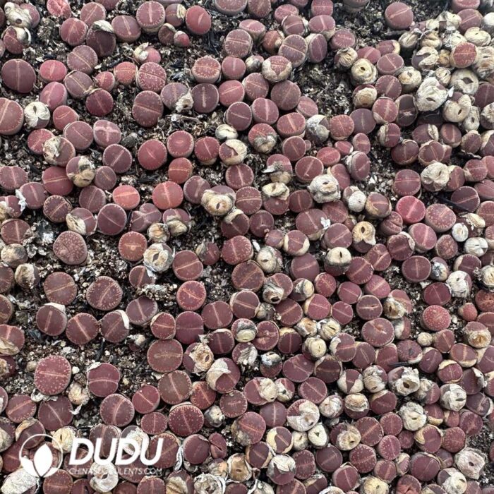 Lithops KO（800-1000pieces） - Image 2