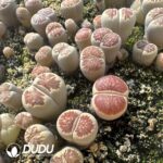 Lithops Red window chrysanthemum (800-1000 pieces)