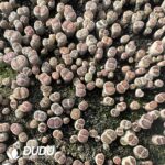 Lithops Red window chrysanthemum (800-1000 pieces) - Image 2