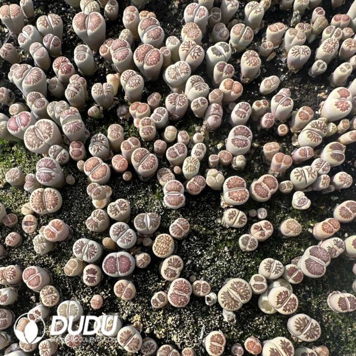 Lithops Red window chrysanthemum (800-1000 pieces) - Image 2