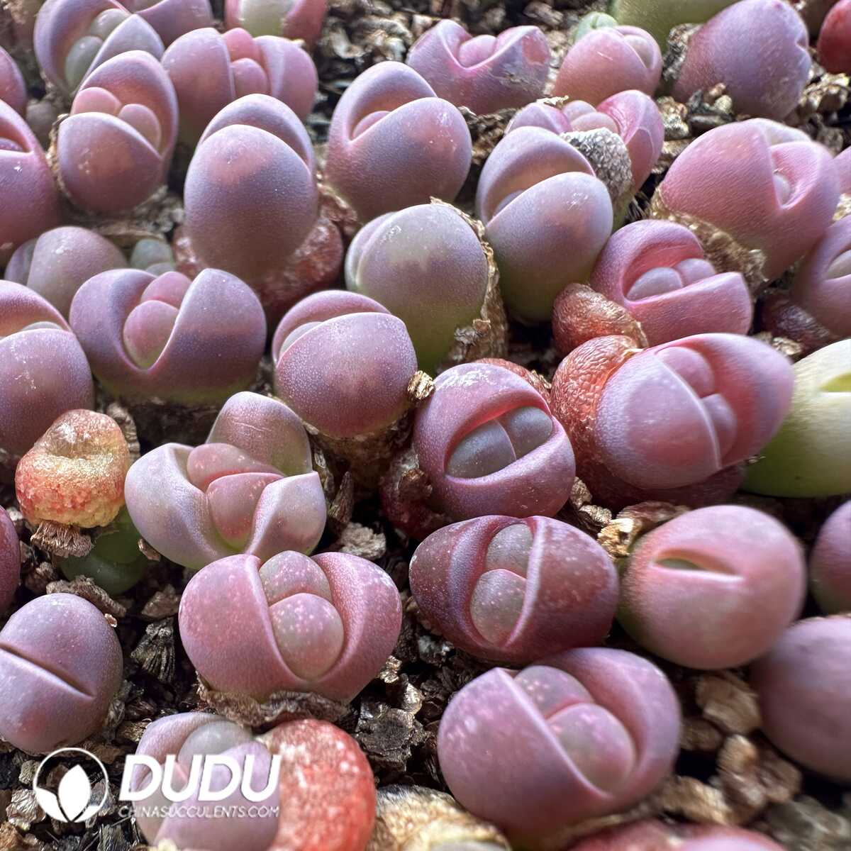1748414636-e201.jpg Lithops optica `Rubra` (800-1000pieces) - Image 1