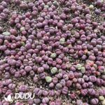 Lithops optica `Rubra` （800-1000pieces） - Image 2