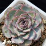 Echeveria Black Monroe No.3
