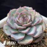 Echeveria Black Monroe No.3 - Image 2