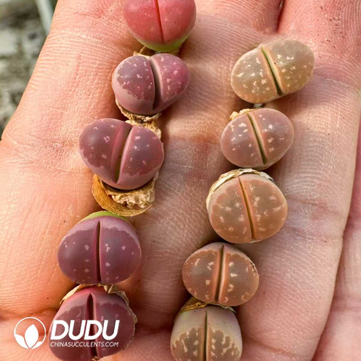 1748414719-e201.jpg Lithops Pink (100pieces) - Image 1