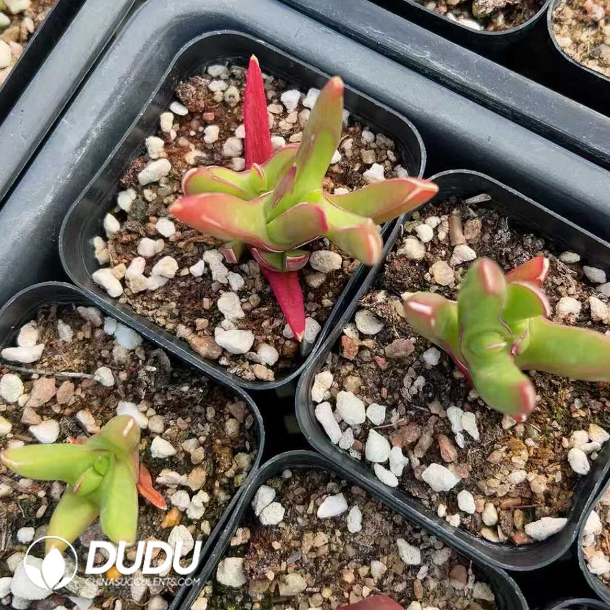 1748414727-e201.jpg Crassula New Demon - Image 1