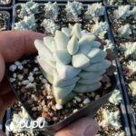 Crassula Dream Child