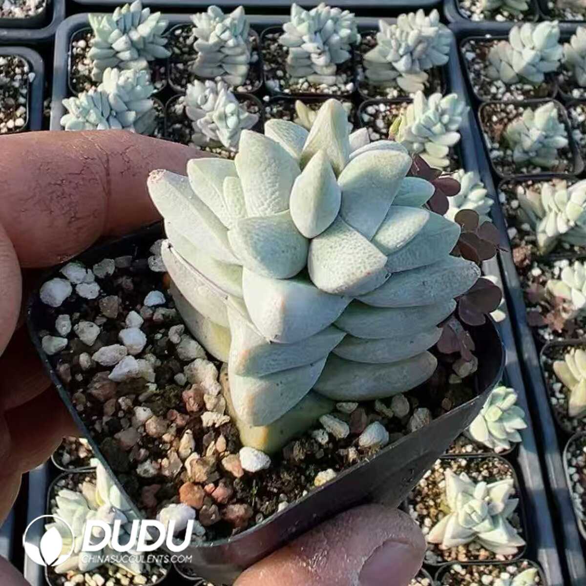 1748414738-e201.jpg Crassula Dream Child - Image 1