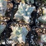 Crassula Dream Child - Image 2