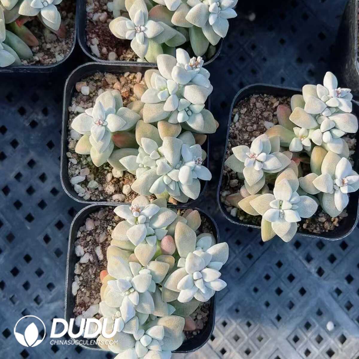 1748414747-e201.jpg Crassula Egret - Image 1