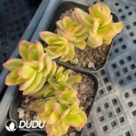 Crassula Dejecta Variegated