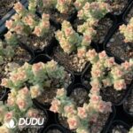 Crassula Crayon - Image 2