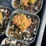 Crassula marchandii - Image 2