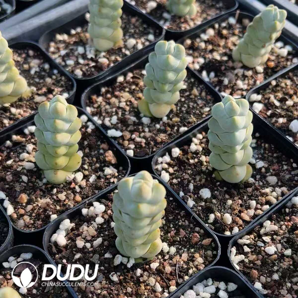 1748414803-e201.jpg Crassula Arta - Image 1