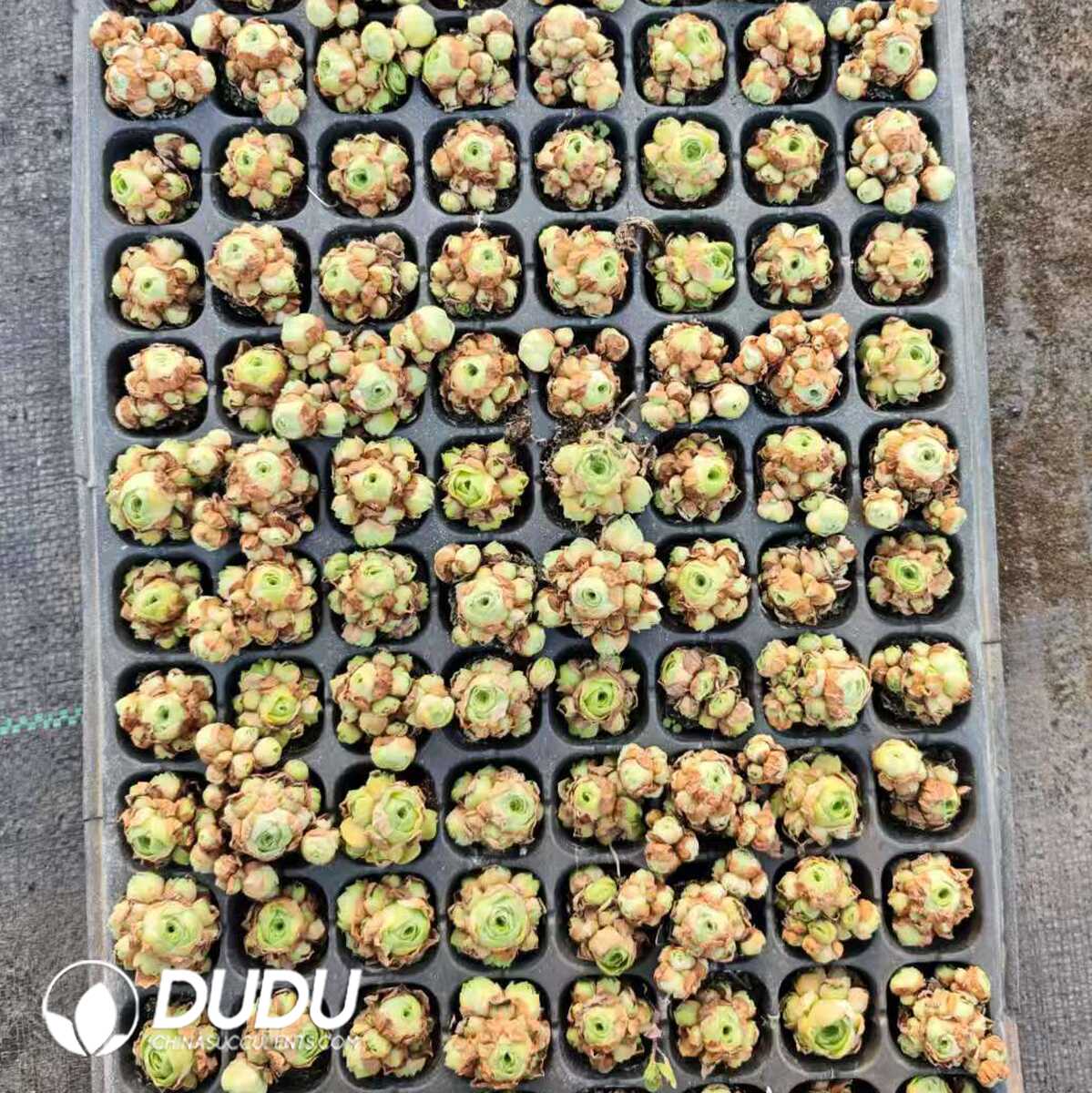 1748414825-e201.jpg 128Pcs/Tray Aeonium Aureum Seedlings(Mix & Match 6+) - Image 1