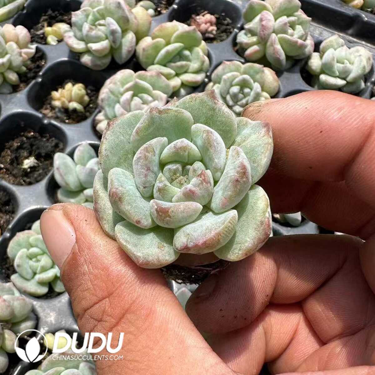 1748574956-e201.jpg 105Pcs/Tray Echeveria Ice Soul Monstrose - Image 1