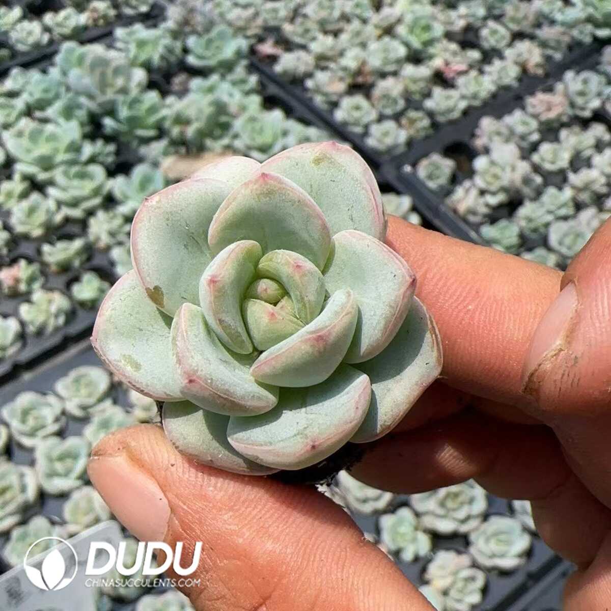 1748574958-e201.jpg 105Pcs/Tray Echeveria Star Jenny - Image 1