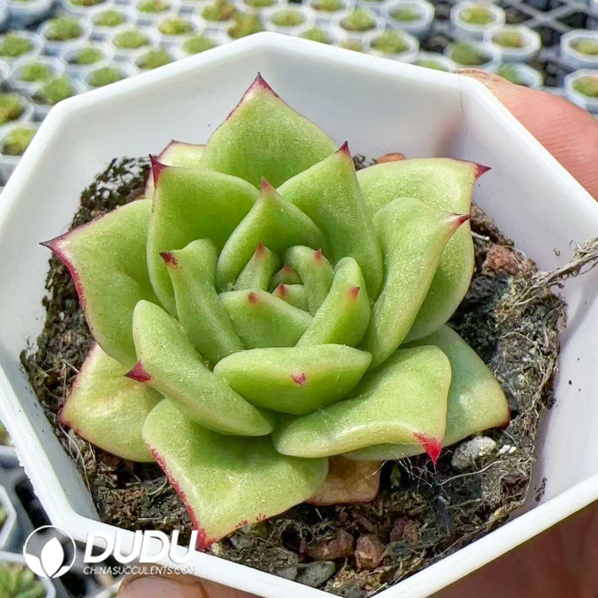 1748574984-e201.jpg Echeveria Rose Variegated - Image 1