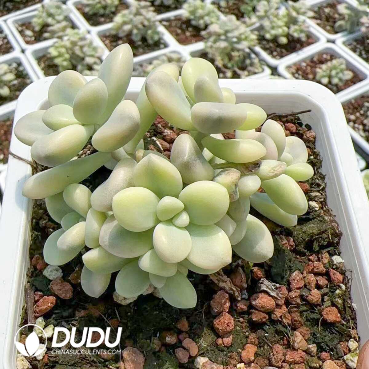 1748575026-e201.jpg Graptopetalum Allen Variegated(4 heads +) - Image 1