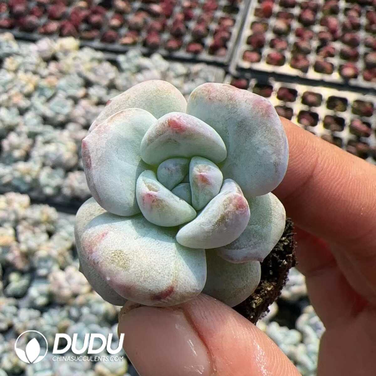 1748575049-e201.jpg 105pcs/Tray Echeveria Star Shadow Monstrose - Image 1