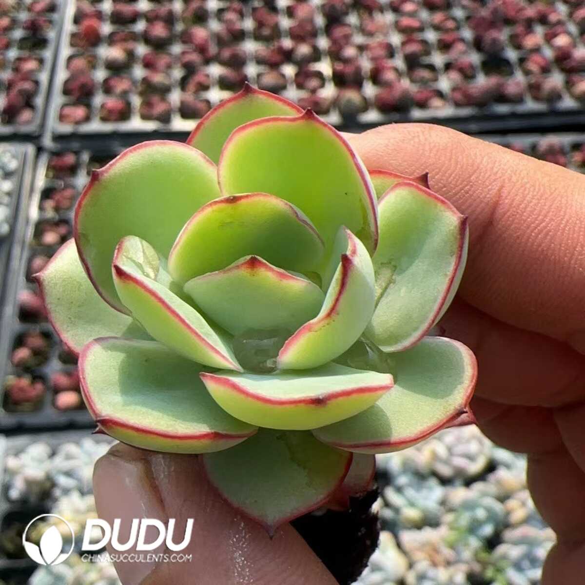 1748575053-e201.jpg 105pcs/Tray Echeveria Peony - Image 1