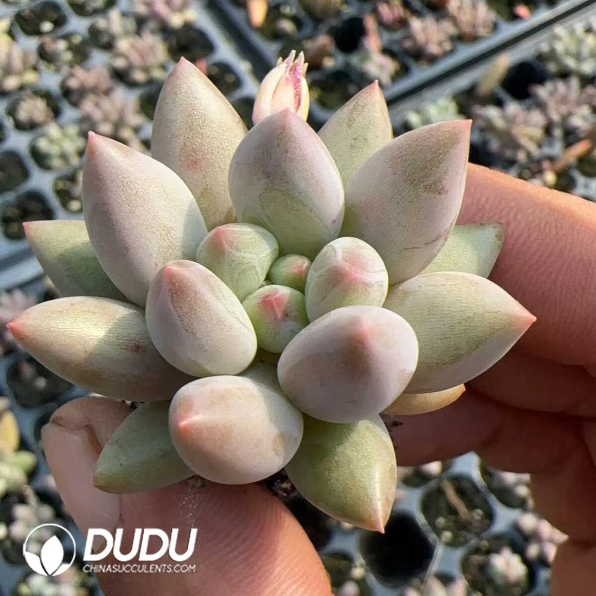 1748575060-e201.jpg 105pcs/Tray Pachyphytum Crystal Ball - Image 1