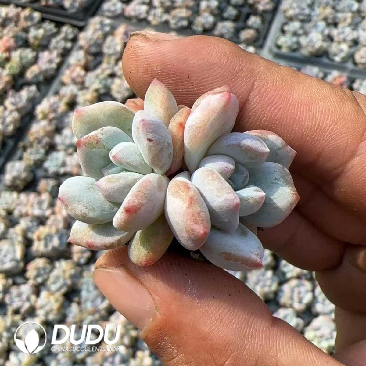 1748575082-e201.jpg 105Pcs/Tray Echeveria elegans Potosina Monstrose Double Head - Image 1