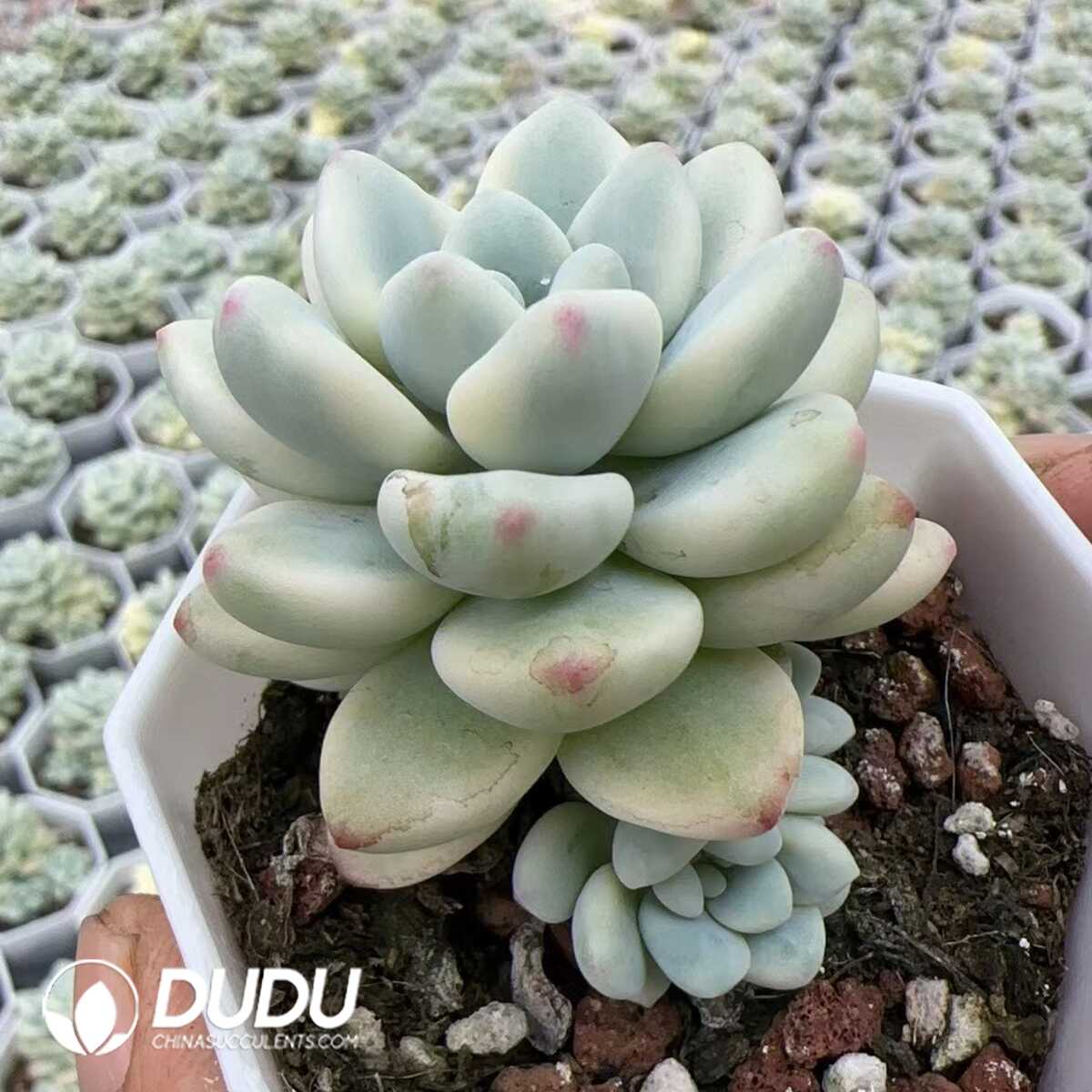 1748575087-e201.jpg Echeveria Luella variegated with Lateral Bud - Image 1