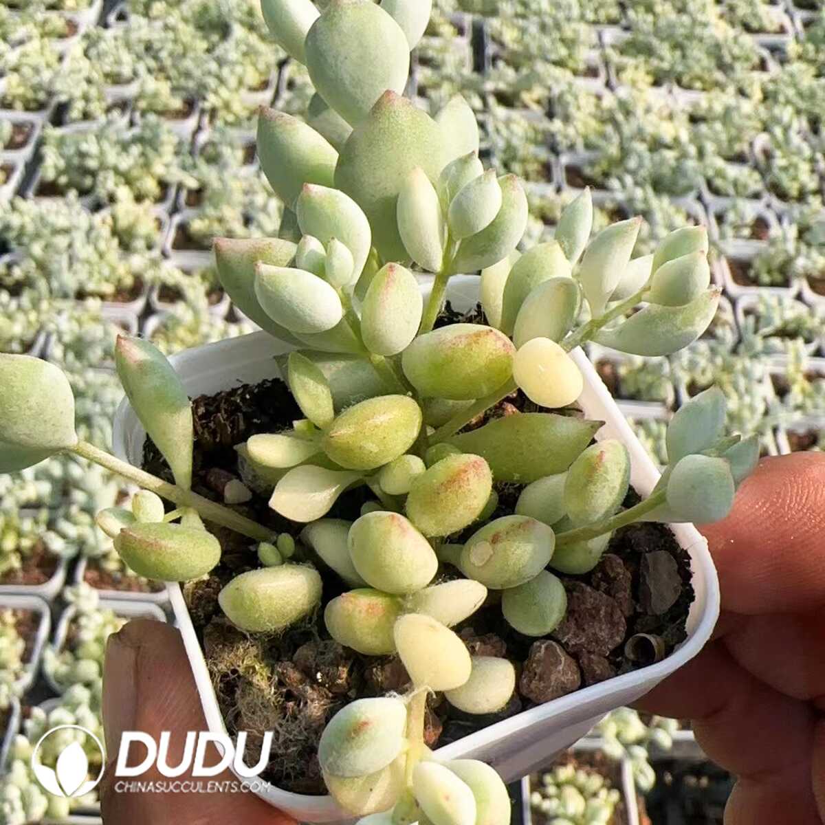 1748575116-e201.jpg Cotyledon Daruma Fu Musume Variegated - Image 1