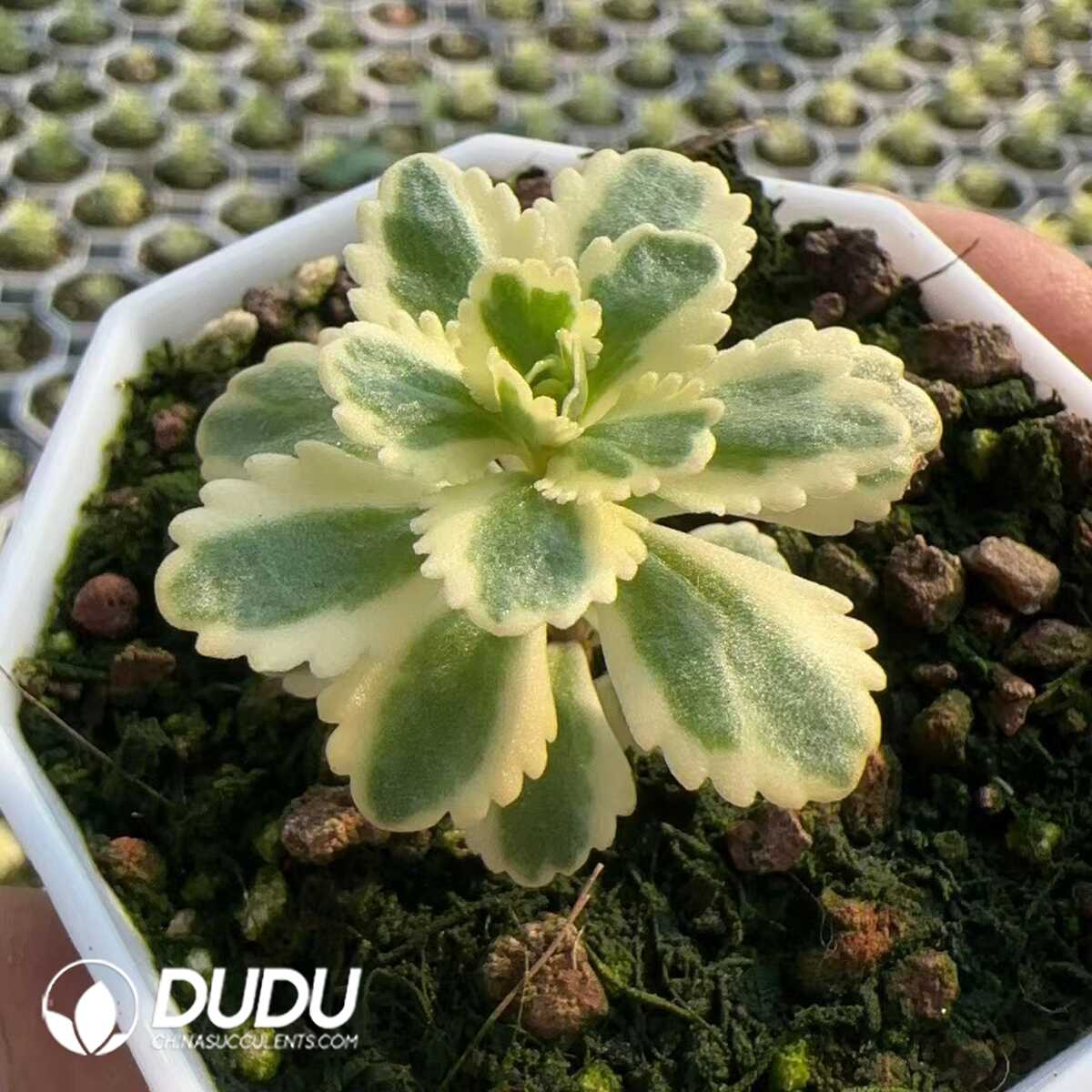 1748575379-e201.jpg Sedum Takesimense Atlantis Variegated - Image 1