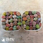 Lithops Mixed(22-27pcs) - Image 2