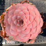 Aeonium Greenovia Golden Palma