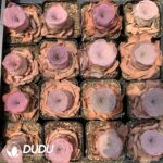 Aeonium Greenovia JIng Huang - Image 2