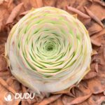 Aeonium Greenovia Cocosi