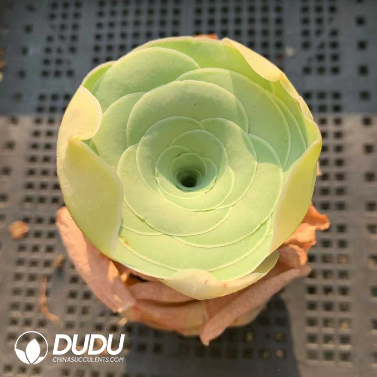 1748594740-e201.jpg Aeonium Greenovia Li Yue - Image 1