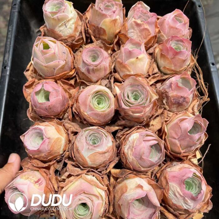 Aeonium Greenovia Palma - Image 2