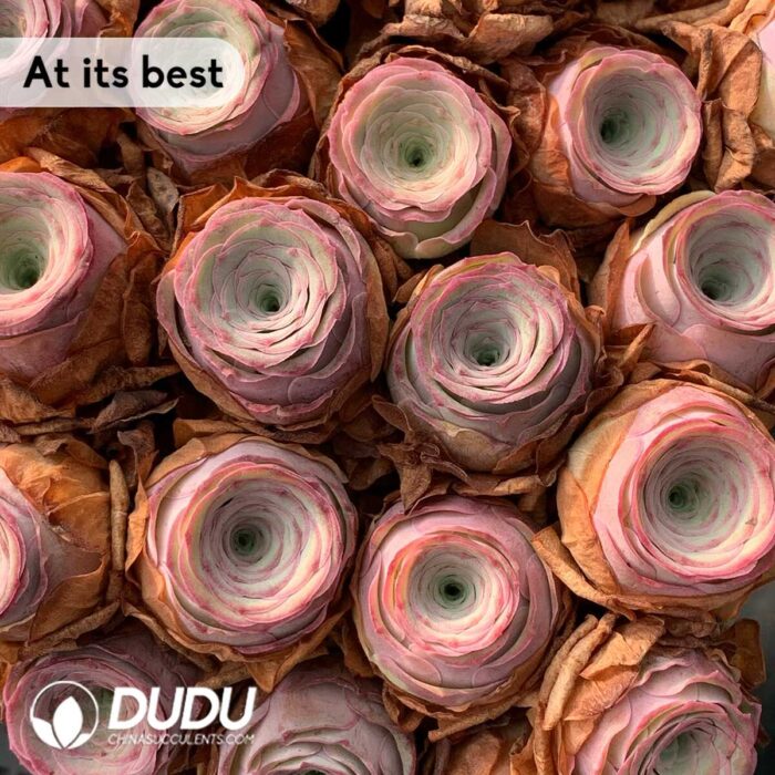 Aeonium Greenovia Peach - Image 2