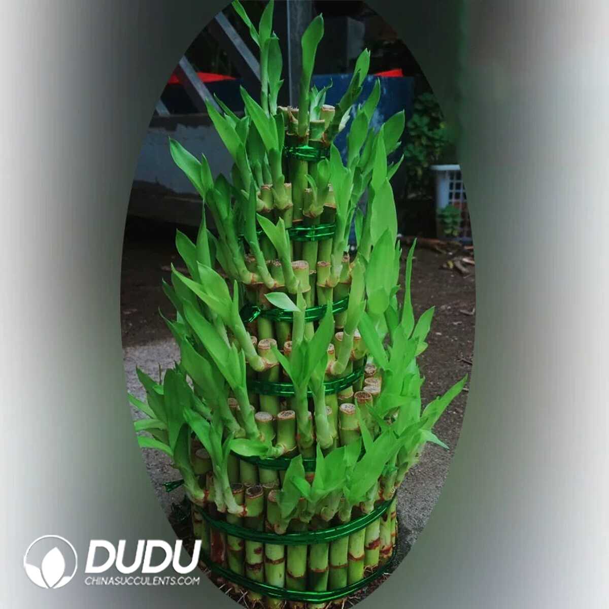 1749190475-e201.jpg Bamboo tower with six big floors - Image 1