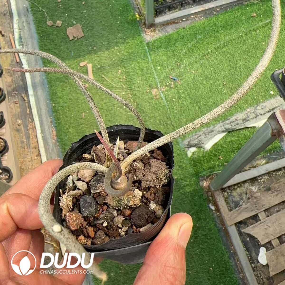 1749192268-e201.jpg Cactus-Medusa - Image 1