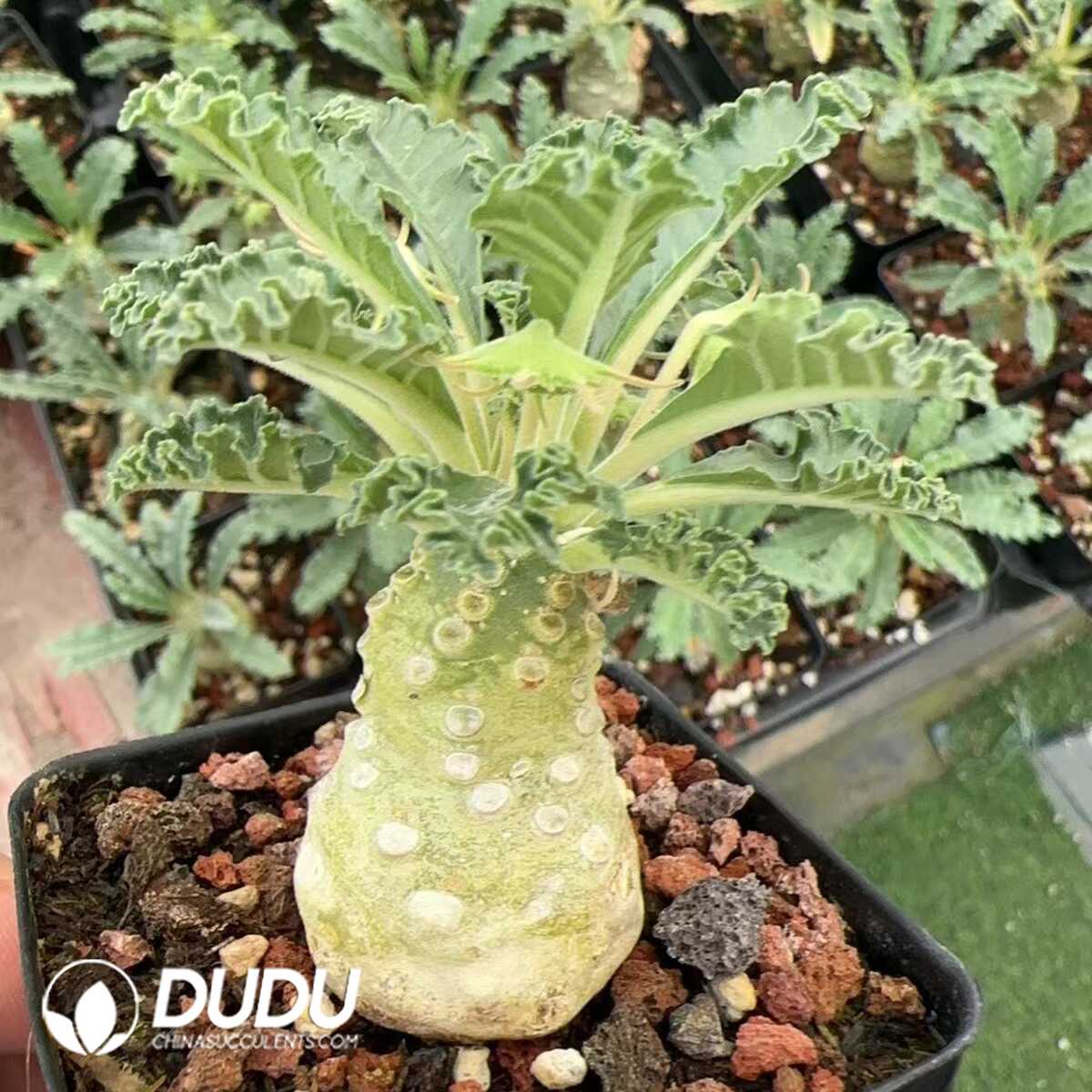 1749192270-e201.jpg Euphorbiaceae Dorstenia lavrani Clustering - Image 1