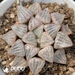 Haworthia Snow Bunny