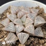Haworthia Snow Bunny - Image 2