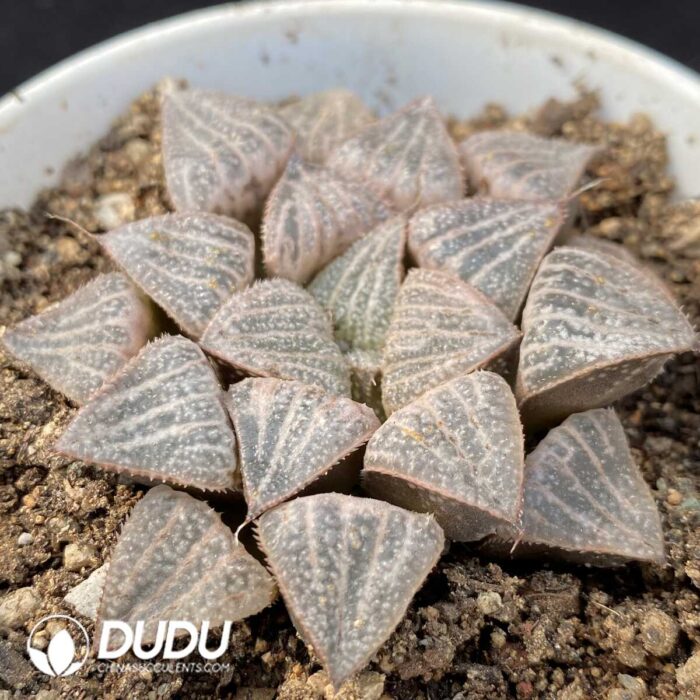 Haworthia Snow Bunny - Image 2